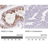Anti-HDGFL1 antibody produced in rabbit Prestige Antibodies® Powered by Atlas Antibodies, affinity isolated antibody, buffered aqueous glycerol solution