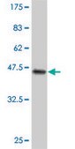 Monoclonal Anti-CYGB antibody produced in mouse clone 1A1, purified immunoglobulin, buffered aqueous solution