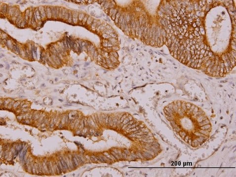 Monoclonal Anti-NDRG4 antibody produced in mouse clone 2G3, purified immunoglobulin, buffered aqueous solution