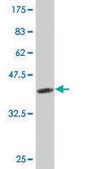 Monoclonal Anti-IL1A antibody produced in mouse clone 4B8, purified immunoglobulin, buffered aqueous solution