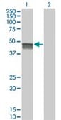 Monoclonal Anti-SMPDL3B antibody produced in mouse clone 5E12, purified immunoglobulin, buffered aqueous solution