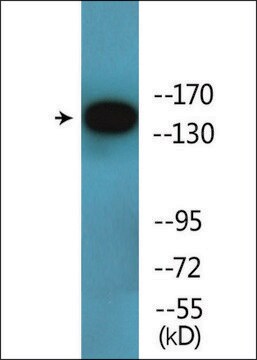 Anti-phospho-HER3 (pTyr1197) antibody produced in rabbit affinity isolated antibody