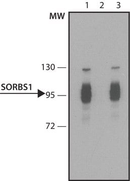 Monoclonal Anti-SORBS1 antibody produced in mouse ~1.0&#160;mg/mL, clone SORBS-437, purified immunoglobulin