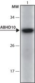 Anti-ABHD10 (121-135) antibody produced in rabbit IgG fraction of antiserum