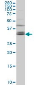 Monoclonal Anti-TSPAN32 antibody produced in mouse clone 2B4, purified immunoglobulin, buffered aqueous solution