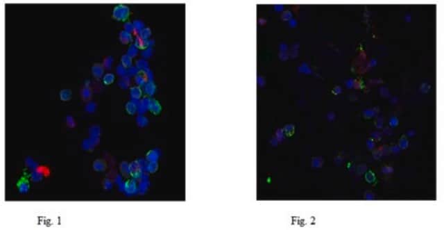 Anti-Neutrophil Elastase Antibody, clone AHN-10 clone AHN-10, from mouse