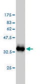 Monoclonal Anti-S100A1 antibody produced in mouse clone 1D5, purified immunoglobulin, buffered aqueous solution