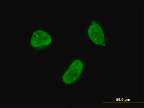 Monoclonal Anti-ZNF7 antibody produced in mouse clone 6F2, purified immunoglobulin, buffered aqueous solution