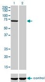 Monoclonal Anti-MPP3 antibody produced in mouse clone 4D7, purified immunoglobulin, buffered aqueous solution