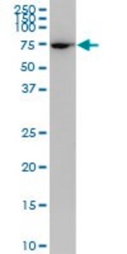 Monoclonal Anti-PLS1 antibody produced in mouse clone 3G10, purified immunoglobulin, buffered aqueous solution