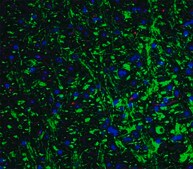 Anti-Grik1 (ab1) antibody produced in rabbit affinity isolated antibody, buffered aqueous solution