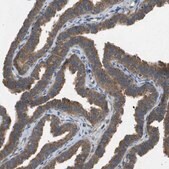Anti-PTPRT antibody produced in rabbit Prestige Antibodies&#174; Powered by Atlas Antibodies, affinity isolated antibody, buffered aqueous glycerol solution