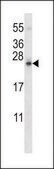 ANTI-SDF2L1 (C-TERM) antibody produced in rabbit IgG fraction of antiserum, buffered aqueous solution