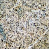 Anti-phospho-53BP1 (pSer6) antibody produced in rabbit affinity isolated antibody