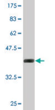 Monoclonal Anti-SUMO2 antibody produced in mouse clone 2C7-1A11, purified immunoglobulin, buffered aqueous solution