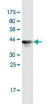 Monoclonal Anti-UBE2M antibody produced in mouse clone 1G9, purified immunoglobulin, buffered aqueous solution