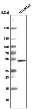 Monoclonal Anti-SOX3 antibody produced in mouse Prestige Antibodies&#174; Powered by Atlas Antibodies, clone CL4725, purified immunoglobulin