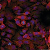 Anti-CDC2 (Ab-15) antibody produced in rabbit affinity isolated antibody