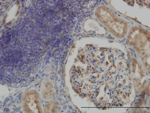 Monoclonal Anti-CRTAP antibody produced in mouse clone 4D9, purified immunoglobulin, buffered aqueous solution