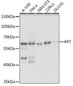 Anti-Akt1 antibody produced in rabbit