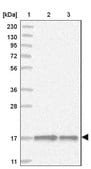 Anti-BUD31 antibody produced in rabbit Prestige Antibodies® Powered by Atlas Antibodies, affinity isolated antibody, buffered aqueous glycerol solution