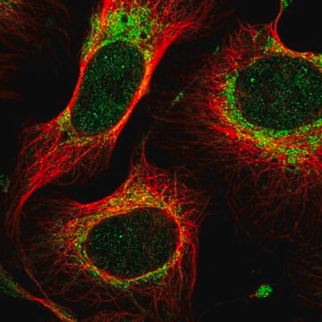 Anti-MTIF2 antibody produced in rabbit Prestige Antibodies&#174; Powered by Atlas Antibodies, affinity isolated antibody