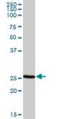 Anti-NRBF2 antibody produced in mouse IgG fraction of antiserum, buffered aqueous solution
