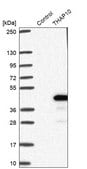 Anti-THAP10 antibody produced in rabbit Prestige Antibodies&#174; Powered by Atlas Antibodies, affinity isolated antibody, buffered aqueous glycerol solution