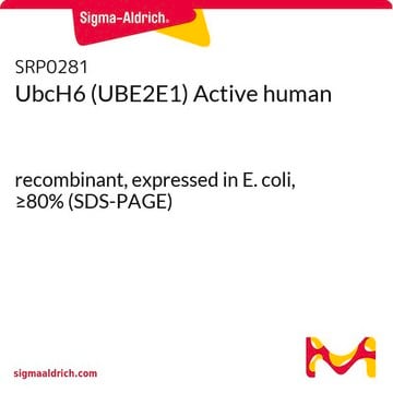 UbcH6 (UBE2E1) Active human recombinant, expressed in E. coli, &#8805;80% (SDS-PAGE)