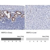 Anti-NRIP2 antibody produced in rabbit Prestige Antibodies® Powered by Atlas Antibodies, affinity isolated antibody, buffered aqueous glycerol solution