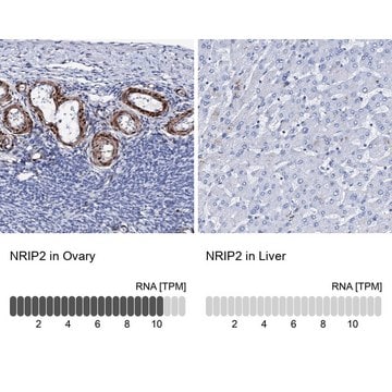 Anti-NRIP2 antibody produced in rabbit Prestige Antibodies&#174; Powered by Atlas Antibodies, affinity isolated antibody, buffered aqueous glycerol solution