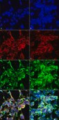 Monoclonal Anti-Methylglyoxal-Horseradish Peroxidase antibody produced in mouse clone 9E7