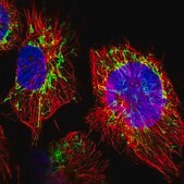 Anti-DCAF5 antibody produced in rabbit Prestige Antibodies&#174; Powered by Atlas Antibodies, affinity isolated antibody, buffered aqueous glycerol solution