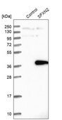 Anti-SFXN2 antibody produced in rabbit Prestige Antibodies&#174; Powered by Atlas Antibodies, affinity isolated antibody, buffered aqueous glycerol solution
