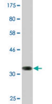 Monoclonal Anti-SSTR1, (N-terminal) antibody produced in mouse clone 1F7, purified immunoglobulin, buffered aqueous solution