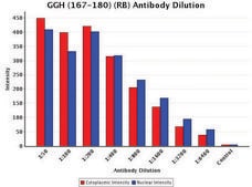 Anti-GGH (167-180) antibody produced in rabbit IgG fraction of antiserum, buffered aqueous solution