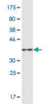 Monoclonal Anti-PCF11, (C-terminal) antibody produced in mouse clone 3G4, purified immunoglobulin, buffered aqueous solution