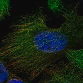 Anti-CEP120 antibody produced in rabbit Prestige Antibodies&#174; Powered by Atlas Antibodies, affinity isolated antibody, buffered aqueous glycerol solution