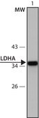Anti-LDHA (216-228) antibody produced in rabbit IgG fraction of antiserum, buffered aqueous solution