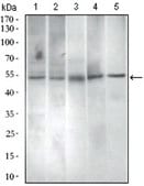 Anti-PAX3, clone 7D8G7 Antibody ascites fluid, clone 7D8G7, from mouse