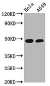 Anti-phospho-GATA3 (S308) antibody, clone 1E5, Rabbit Monoclonal recombinant, expressed in HEK293F cells