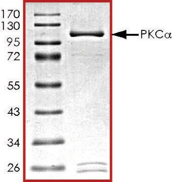 PKC-&#945;，活性，GST 标记 from Xanopus sp. PRECISIO&#174;, recombinant, expressed in baculovirus infected Sf9 cells, &#8805;70% (SDS-PAGE), buffered aqueous glycerol solution