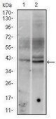 Monoclonal Anti-FOS antibody produced in mouse clone 2G2, ascites fluid