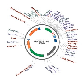 PSF-CMV-PURO-NH2-IL-2 - INTERLEUKIN-2 SECRETION PLASMID plasmid vector for molecular cloning