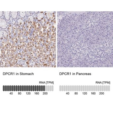 Anti-DPCR1 antibody produced in rabbit Prestige Antibodies&#174; Powered by Atlas Antibodies, affinity isolated antibody, buffered aqueous glycerol solution