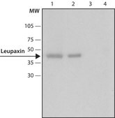 Anti-Leupaxin antibody produced in rabbit ~1.0 mg/mL, affinity isolated antibody, buffered aqueous glycerol solution