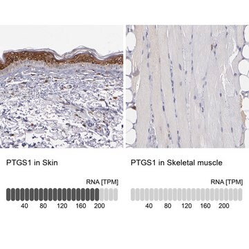 Anti-Anti-PTGS1 antibody produced in rabbit Prestige Antibodies&#174; Powered by Atlas Antibodies, affinity isolated antibody, buffered aqueous glycerol solution