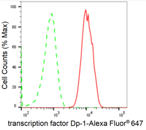KD-Validated Anti Transcription Factor Dp-1 Antibody, clone 24GB2685, Rabbit Monoclonal clone 24GB2685, recombinant rabbit monoclonal, expressed in HEK293 cells