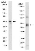 Anti-Vesicular Glutamate Transporter 3 (VGLUT3) from rabbit, purified by affinity chromatography