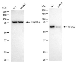 KD-Validated Anti NR2C2 Antibody, clone 24GB730, Rabbit Monoclonal clone 24GB730, recombinant rabbit monoclonal, expressed in HEK293 cells